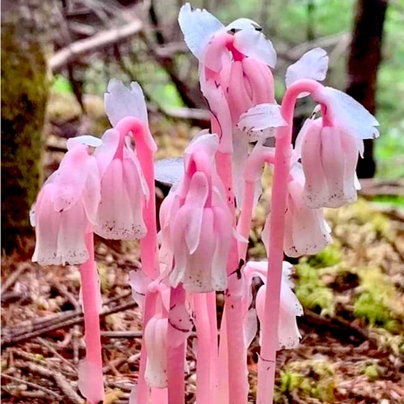Meet your Posher, Irene - Picture 1 of 1